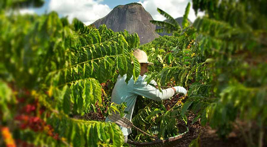 hombre trabajando en plantaciones de café de Brasil