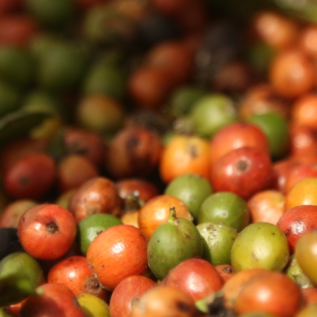 Frutos de café