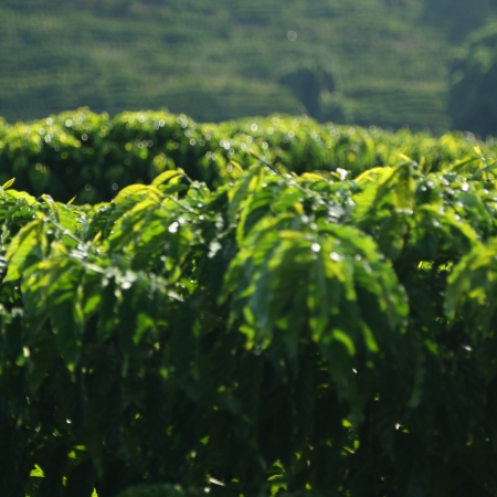 Plantas de café