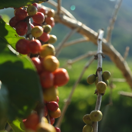 Fruto del café