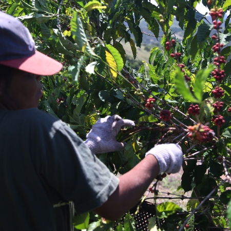 Una mujer trabajando, corta los frutos del café