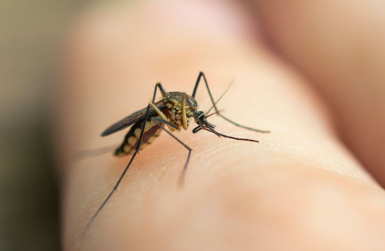 Mosquito_comun