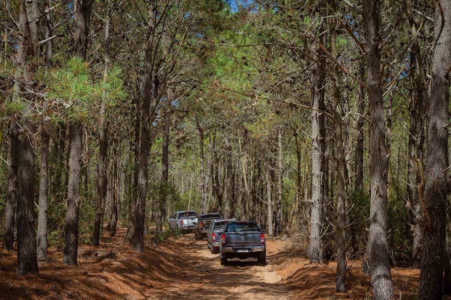 camionetas en el bosque de Pinamar